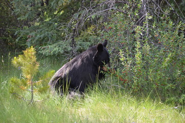 Black bear eating buffalo berries