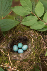 Four blue eggs in the nest on a tree in the forest