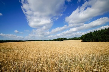Weites Getreidefeld vom Wald umgeben