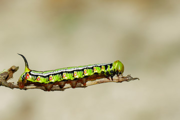 Image of Caterpillars of Bee Hawk Moth on the branches on a natural background. Insect. Animal.
