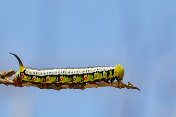 Image of Caterpillars of Bee Hawk Moth on the branches on a natural background. Insect. Animal.