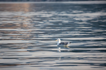 Seagull sitting on clear sea water