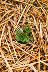 Strawberry bush in the garden protected by mulch