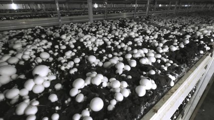 Champignon production farm. Shelves rows of beds. Shampion grown mushrooms. Modern agriculture