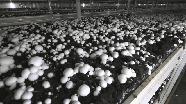 Champignon production farm. Shelves rows of beds. Shampion grown mushrooms. Modern agriculture