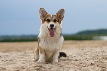 Welsh corgi pembroke dog with tongue out sitting on the sand, lake shore, beach in Belarus, Braslaw