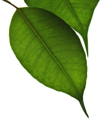 Obraz premium Green leaf