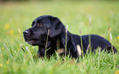 Black Labrador Retriever dog on the meadow