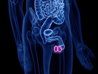 3d rendered medically accurate illustration of the testes © Sebastian Kaulitzki