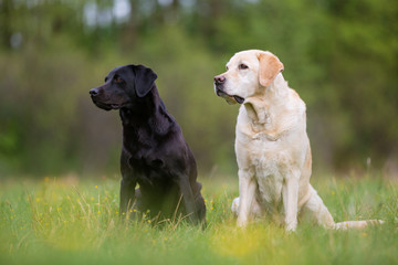 Two Labrador Retriever dogs on the meadow - 282258597