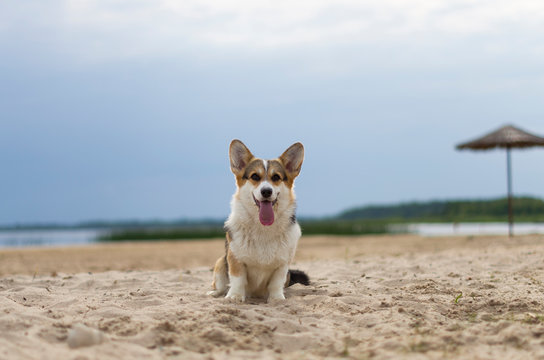 Welsh corgi pembroke dog with tongue out sitting on the sand, lake shore, beach in Belarus, Braslaw