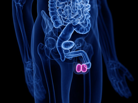 3d rendered medically accurate illustration of the testes