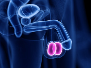 3d rendered medically accurate illustration of the testes © Sebastian Kaulitzki