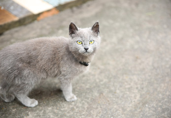 Obraz premium Grey kitten outdoors. Home fluffy pet with a collar.