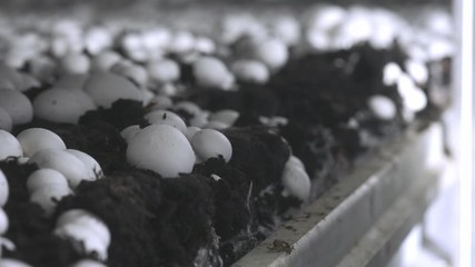 Hand in a rubber glove picking up fresh harvest of champignons on a mushroom growing plant. Food production.