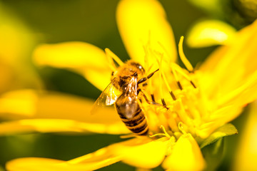 honey bee on a yellow flower in summer in Germany