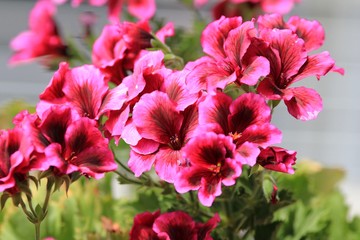 Pink flowers Pelargonium grandiflorum in the garden