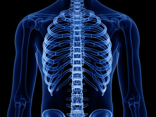 3d rendered medically accurate illustration of the skeletal thorax
