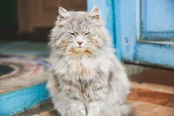 Naklejka na ściany i meble Grey cat with closed eyes outdoors. Happy home fluffy pet.