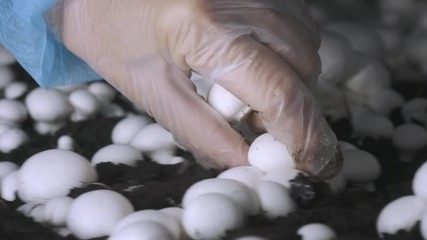 Hand in a rubber glove picking up fresh harvest of champignons on a mushroom growing plant. Food production.
