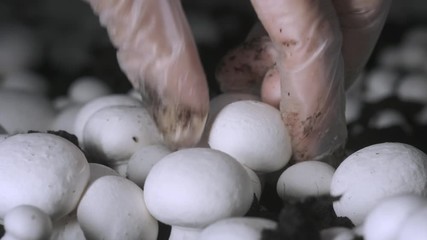 Hand in a rubber glove picking up fresh harvest of champignons on a mushroom growing plant. Food production.