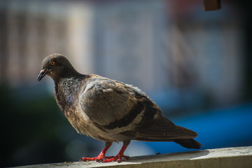 A gray pigeons stand alone on the pole with blurred background