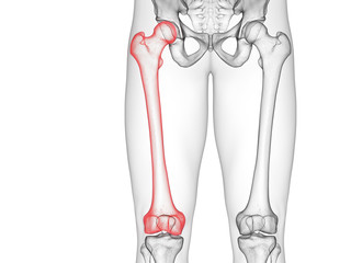 3d rendered medically accurate illustration of the femur