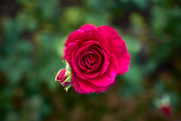        Roses in the garden filtered   