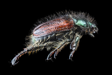 brown and green scarab beetle isolated on black