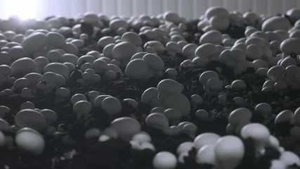 Champignon production farm. Shelves rows of beds. Shampion grown mushrooms. Modern agriculture