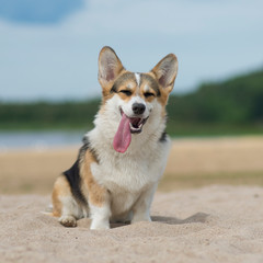 Welsh corgi pembroke dog with tongue out sitting on the sand, lake shore, beach in Belarus, Braslaw
