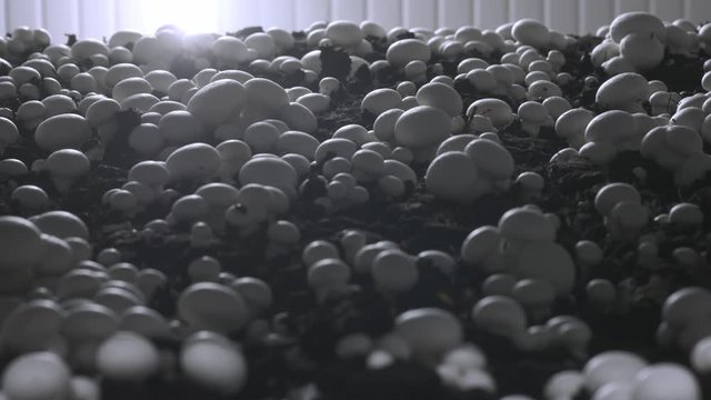 Champignon production farm. Shelves rows of beds. Shampion grown mushrooms. Modern agriculture