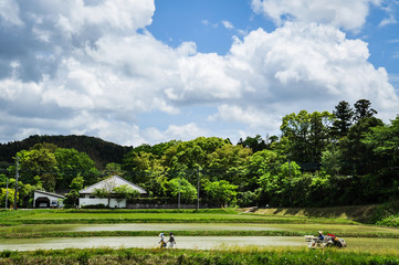 Rice field near Itabu station, Ichihara, Chiba, Japan 