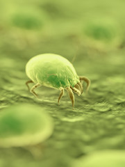 3d rendered medically accurate illustration of dust mites
