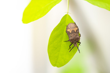 Naklejka premium Otiorhynchus ligustici is one of the many species in the weevil family.