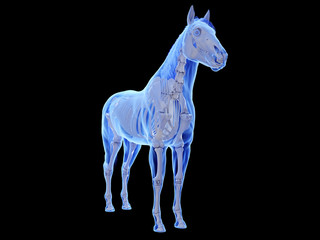 3d rendered medically accurate illustration of the equine skeletal system