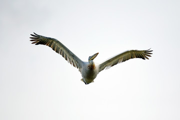 fliegender Krauskopfpelikan (Pelecanus crispus) in Strofilia, Griechenland - Dalmatian pelican,...