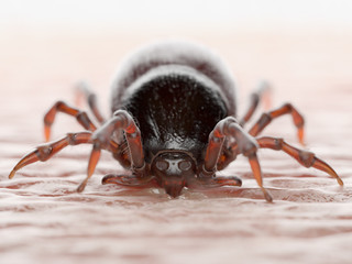 3d rendered illustration of a tick biting in human skin