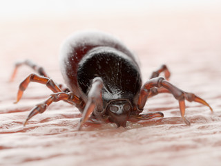 3d rendered illustration of a tick biting in human skin