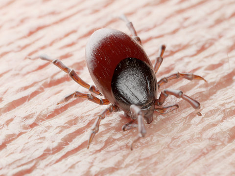 3d rendered illustration of a tick biting in human skin