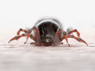 3d rendered illustration of a tick biting in human skin