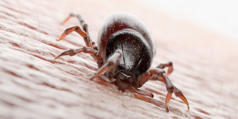 3d rendered illustration of a tick biting in human skin
