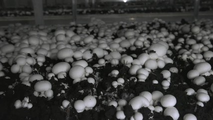 Champignon production farm. Shelves rows of beds. Shampion grown mushrooms. Modern agriculture