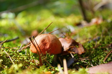 young mushroom boletus in moss