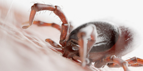 3d rendered illustration of a tick biting in human skin