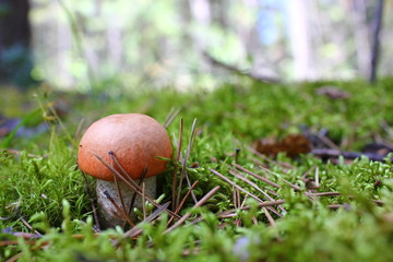 young mushroom boletus in moss