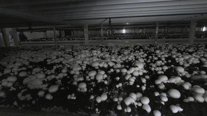 Champignon production farm. Shelves rows of beds. Shampion grown mushrooms. Modern agriculture