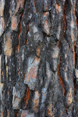 old pine bark texture for background
