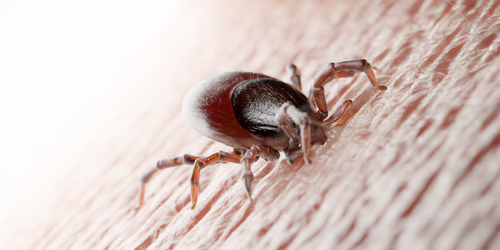 3d rendered illustration of a tick biting in human skin