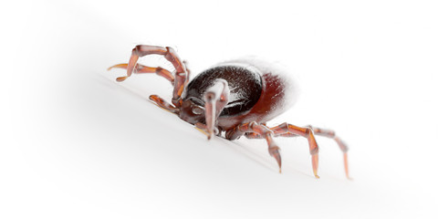 3d rendered illustration of a tick on